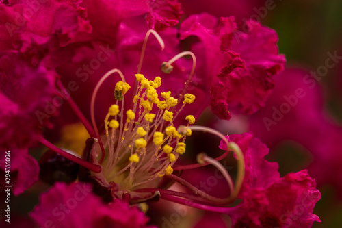 red flower