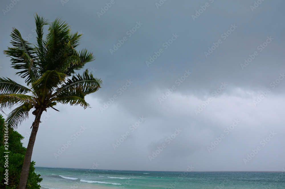 Palm tree on the beach before the storm