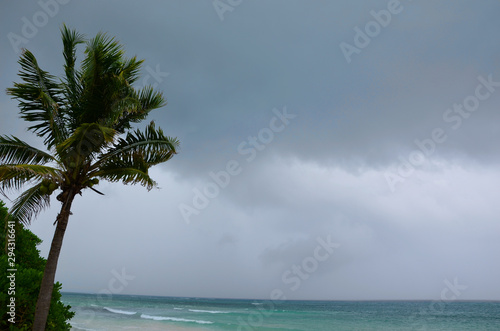 Fototapeta Naklejka Na Ścianę i Meble -  Palm tree on the beach before the storm