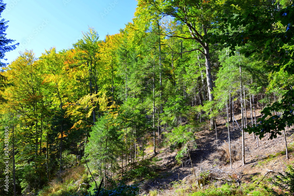 Typical landscape in the forests of Transylvania, Romania. Green landscape in the midsummer, in a sunny day