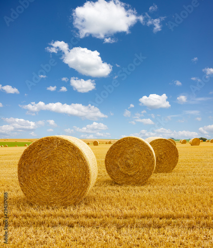 Yellow golden straw bales of hay in the stubble field, agricultural field under a blue sky with clouds