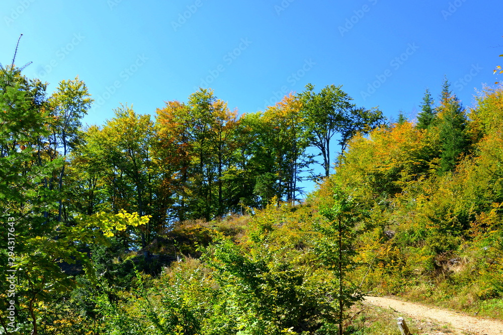 Typical landscape in the forests of Transylvania, Romania. Green landscape in the midsummer, in a sunny day Typical landscape in the forests of Transylvania, Romania. Green landscape in the midsummer, in a sunny day