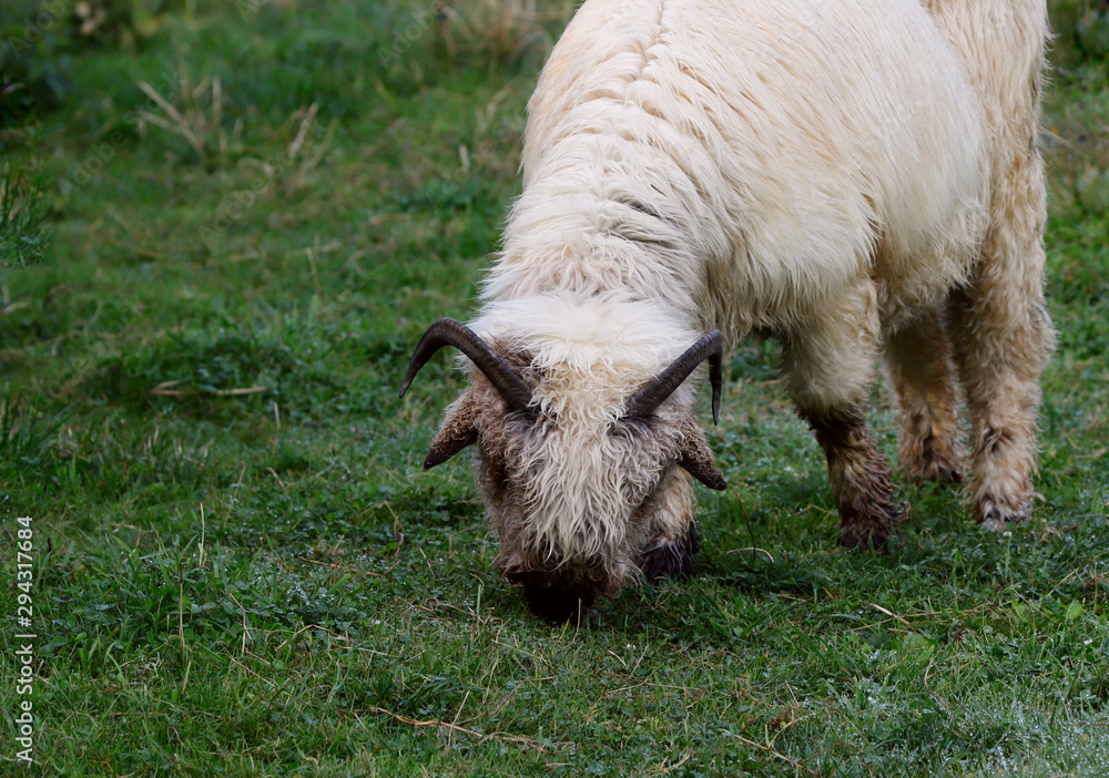 Obraz premium One sheep of a woolen breed on a background of green grass after rain eats grass. Close-up, horizontal, cropped shot, free space. Livestock concept.