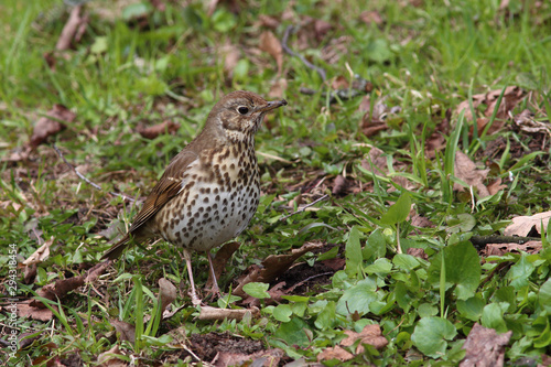 Song Thrush (Turdus philomelos) froze among the young green grass in spring