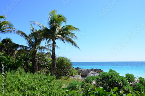 Palm tree on the beach