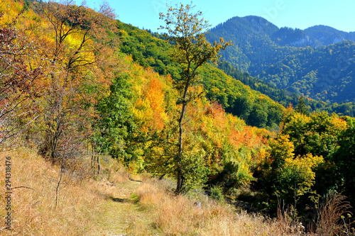 Typical landscape in the forests of Transylvania, Romania. Green landscape in the midsummer, in a sunny day