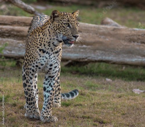 Leopard looking; leopard cub staring; Yala Leopards; leopard cub