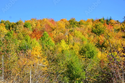 Typical landscape in the forests of Transylvania, Romania. Green landscape in autumn, in a sunny day