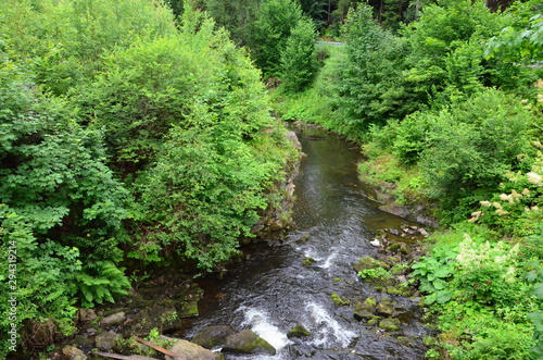 The stream in the forest