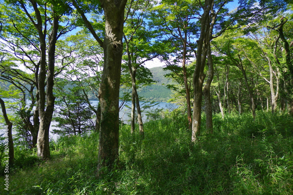 Fototapeta premium 芦ノ湖畔の風景