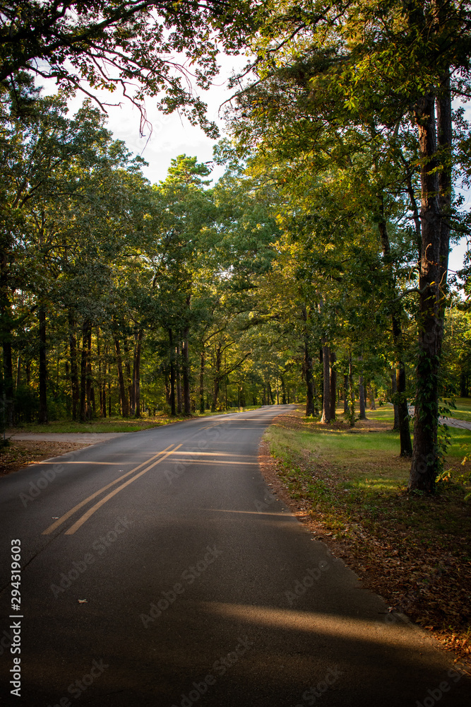 road in forest