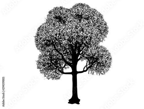 Fototapeta Naklejka Na Ścianę i Meble -  tree silhouette on a white background vector