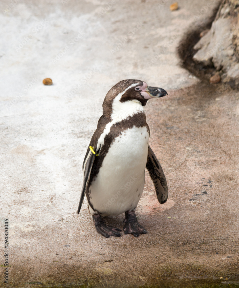Fototapeta premium penguin in its habitat without ice