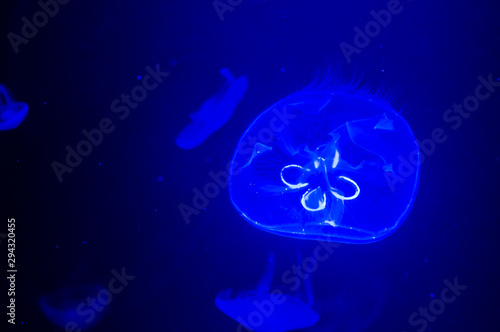 Mysterious jellyfish floating in deep blue water