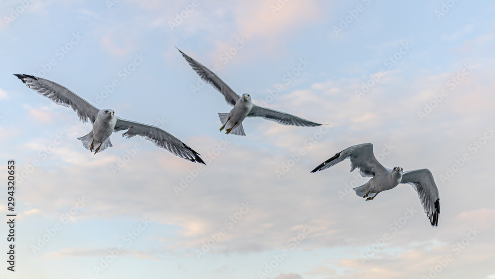 Naklejka premium seagull in flight