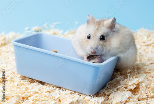 Foto Fluffy dwarf hamster sitting next to the feeder on background of sawdust