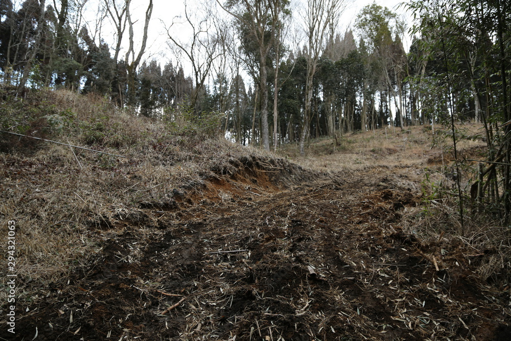 Obraz premium trees in forest