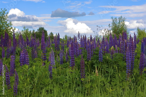 Meadow landscape with flowering lupines