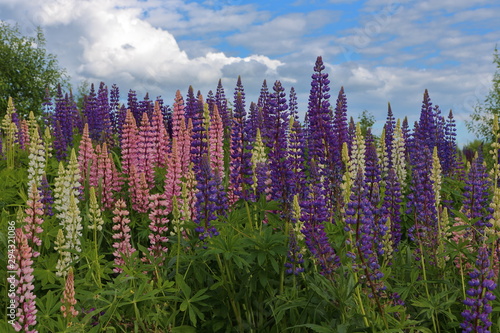 A landscape with colorful lupines