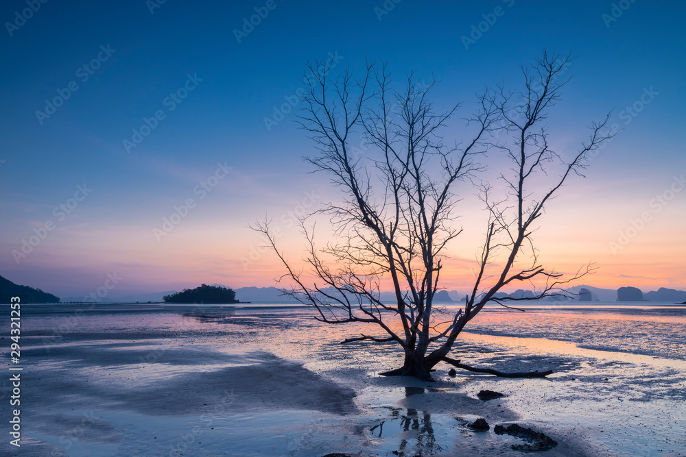 Silhouette dead tree and sea at sunset, Phuket, Thailand. Silhouette dead tree and sea at sunset, Phuket, Thailand.