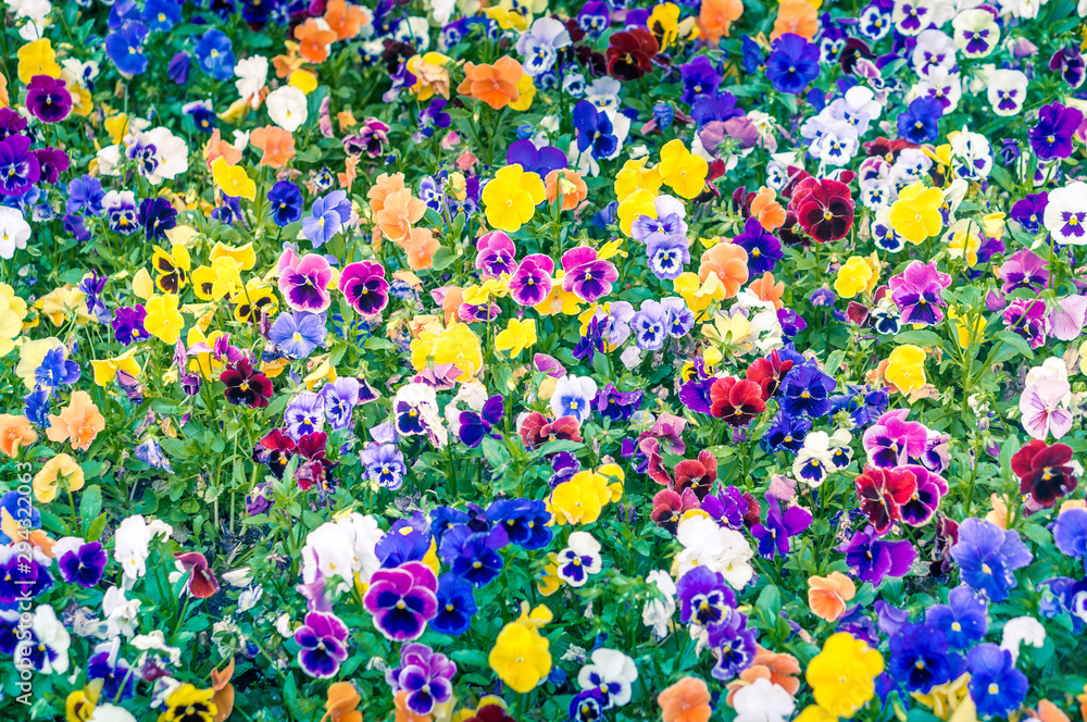 Field of colorful pansies, natural pattern background
