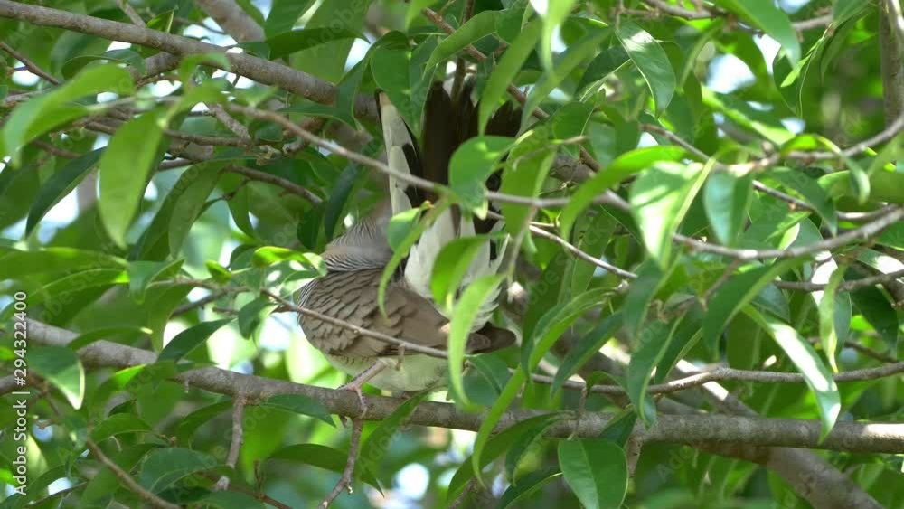 Zebra dove perching on tree branch and cleaning feathers Zebra dove perching on tree branch and cleaning feathers