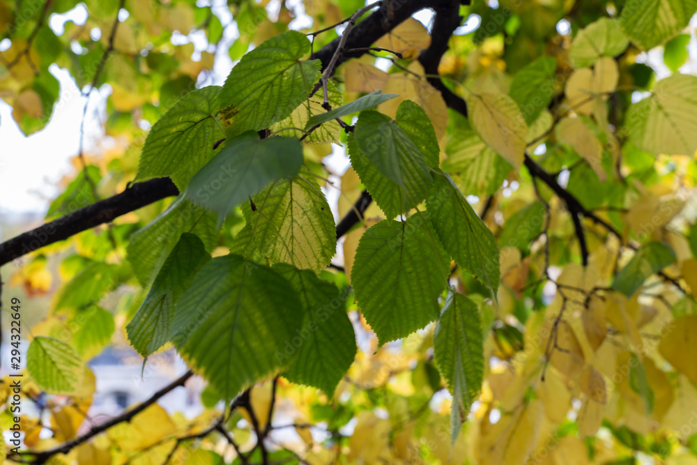 A closeup of yellow leaves hanging on a tree with some dried brown blades of grass. Autumn texture. A closeup of yellow leaves hanging on a tree with some dried brown blades of grass. Autumn texture.