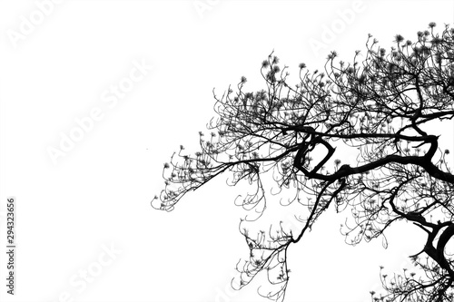Pine branches , Silhouette dead tree or dry tree on white background with clipping path.
