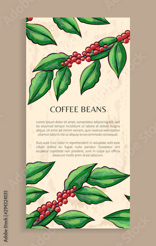 Coffee beans, raw caffeine grains, drawing card. Postcard decorated by sketch of arabic plant and template text, java ingredient, aroma and energy vector
