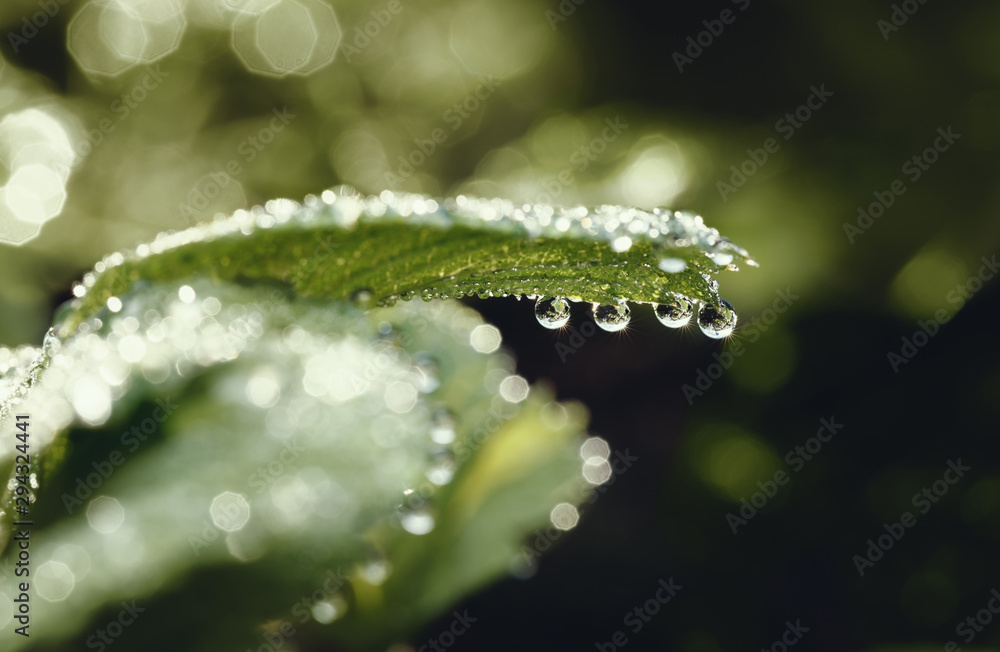 Naklejka premium Bright dew drops