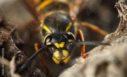 Portrait of paper wasp © abet