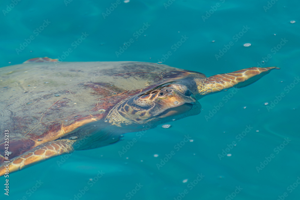 Fototapeta premium turtle swimming in the sea just under water