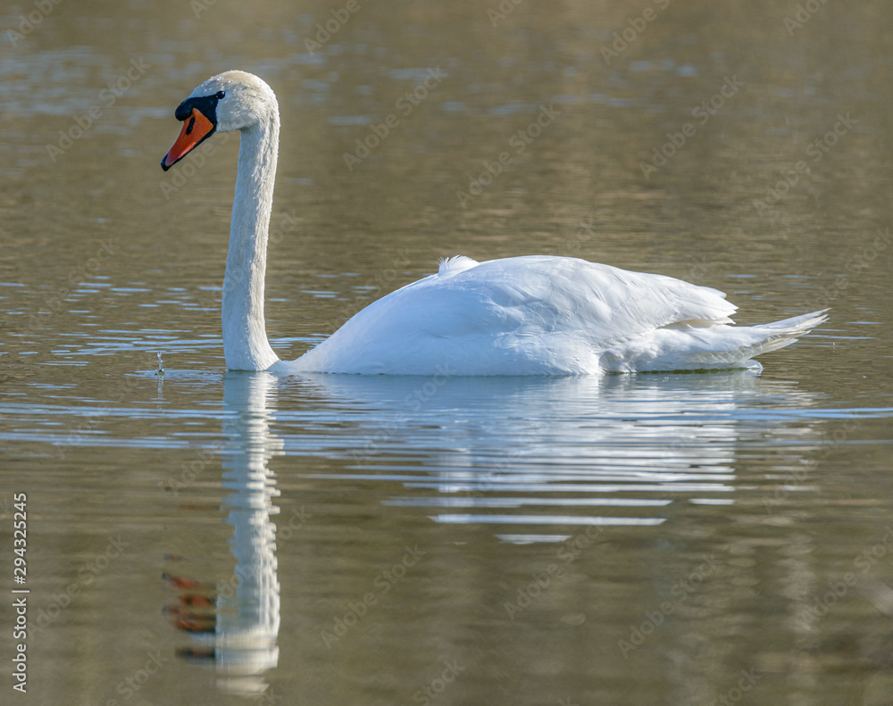 swan on the lake swan on the lake