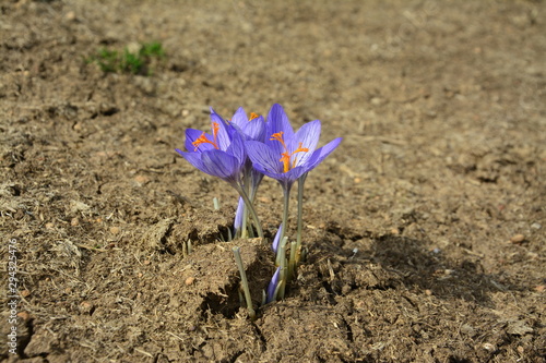 Crocus speciosus. Caucasian State Reserve. Russia photo