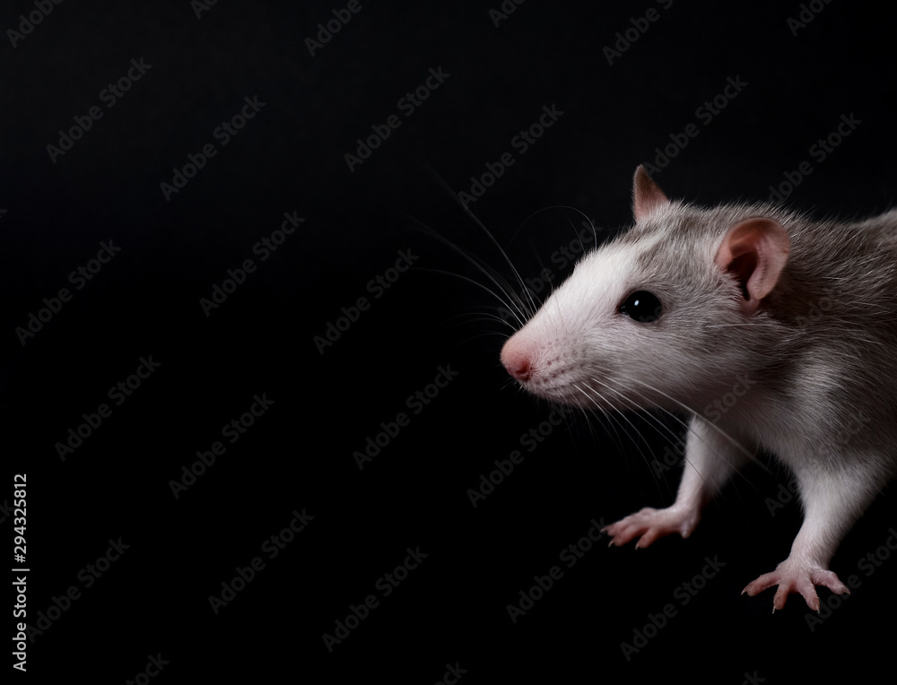 Young gray rat isolated on black background. Rodent pets. Domesticated rat close up. Rat sniffs the air Young gray rat isolated on black background. Rodent pets. Domesticated rat close up. Rat sniffs the air