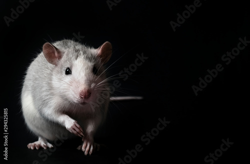 Young gray rat isolated on black background. Rodent pets. Domesticated rat close up. Rat sniffs the air