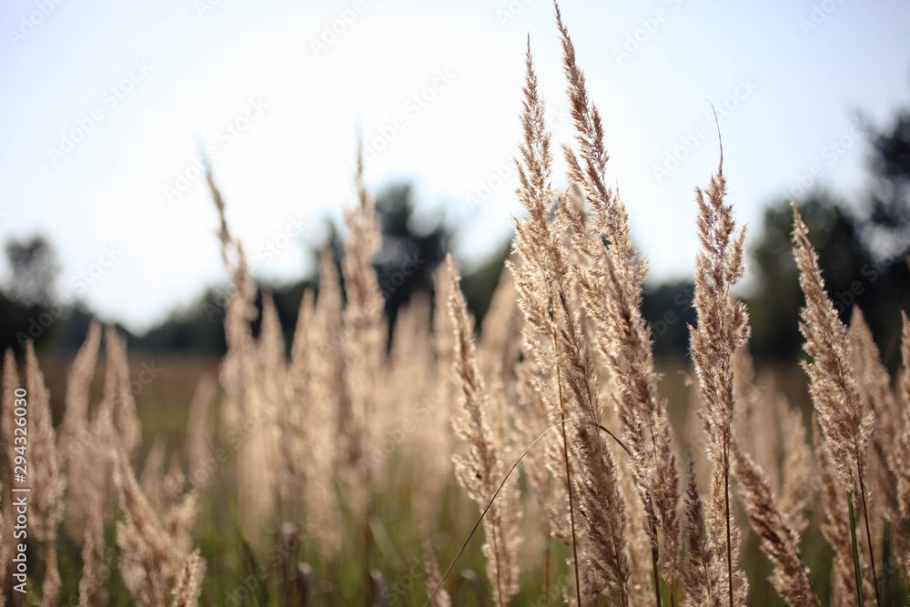 Fototapeta premium Beautiful growing cane