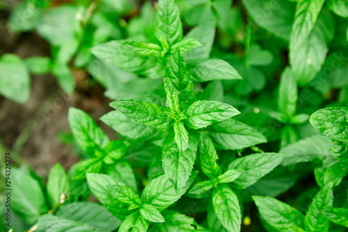 Mint leaves plant grow at vegetable garden. Mint leaves background. Peppermint. Copy space.