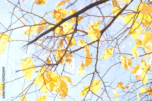 Yellow foliage in the autumn park. Autumn leaves sky background.