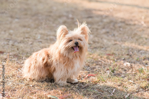 Australian silky terrier on grass