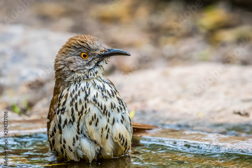 A Brown Thrasher in Laguna Atascosa NWR, Texas photo