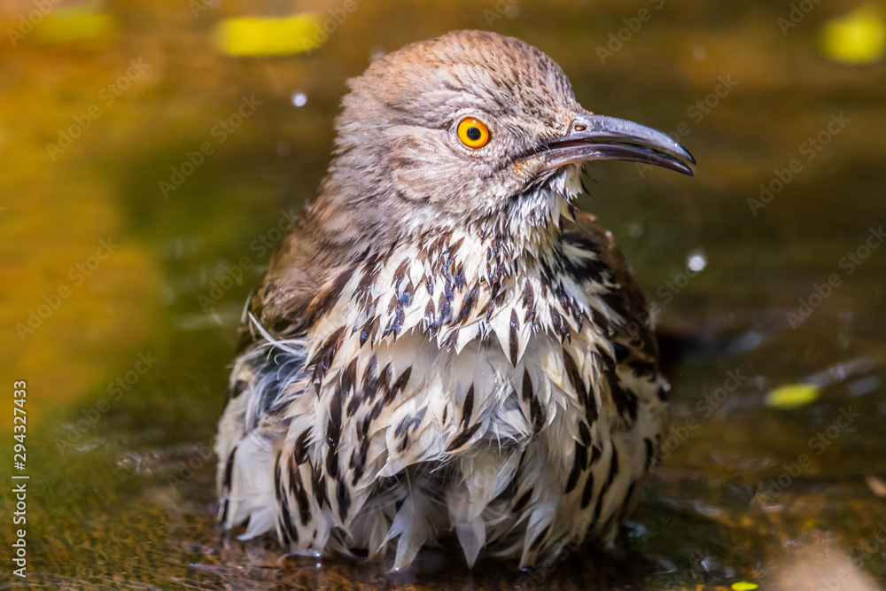 Obraz premium A Brown Thrasher in Laguna Atascosa NWR, Texas