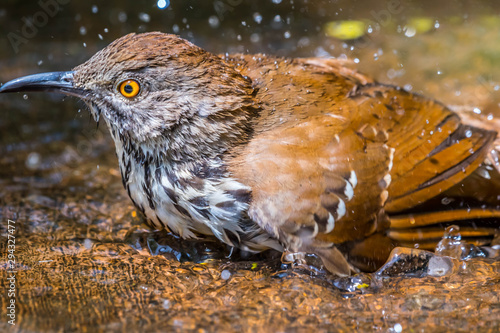 A Brown Thrasher in Laguna Atascosa NWR, Texas photo