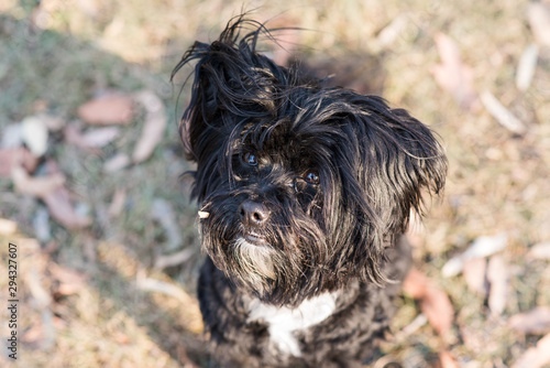 portrait of a black dog - lhasa poo  lhasa apso cross poodle