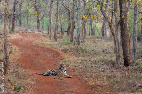 Male Tiger Gabbar seen sitting on road at Tadoba Andhari Tiger Reserve,Maharashtra,India photo