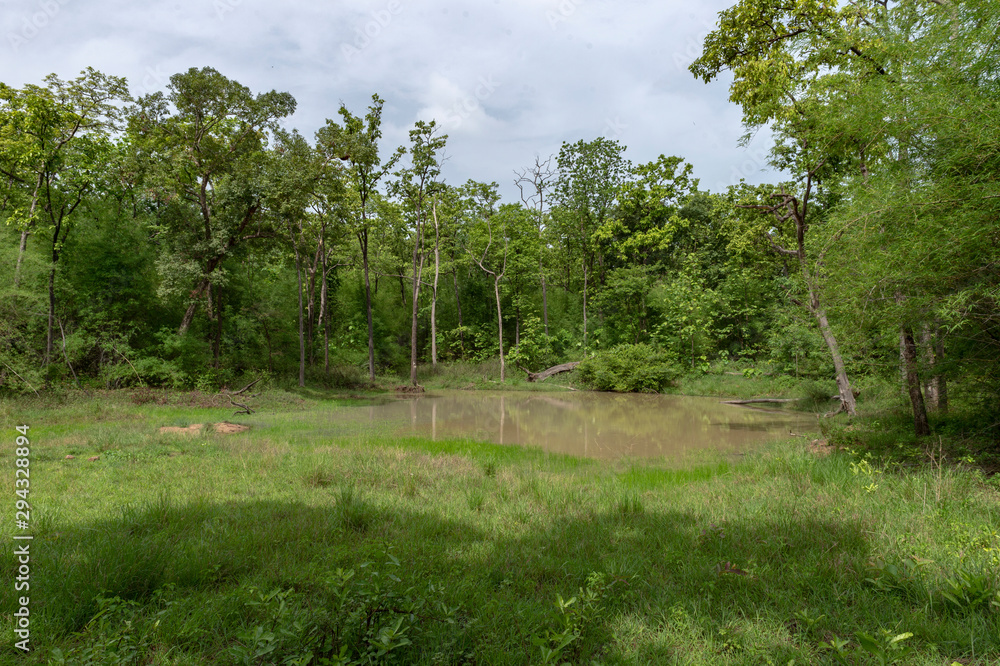 Kuwhani Waterhole at Tadoba Andhari Tiger Reserve,Maharashtra,India