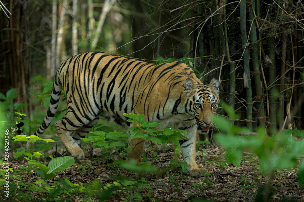 Obraz premium Female Tiger in Kolsa Zone seen at Tadoba Andhari Tiger Reserve,Maharashtra,India