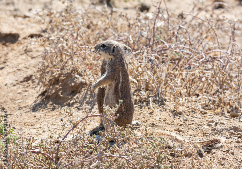 African Ground Squirrels African Ground Squirrels