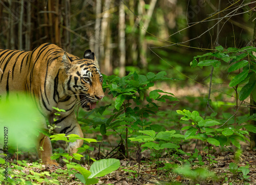Female Tiger in Kolsa Zone seen at Tadoba Andhari Tiger Reserve Maharashtra India