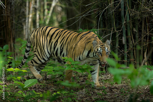 Female Tiger in Kolsa Zone seen at Tadoba Andhari Tiger Reserve,Maharashtra,India